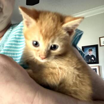 Hobbes -  Domestic Short Hair Cat for Adoption in Huntsville, Alabama - Hobbes | PetCurious