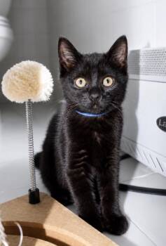 Sora -  Domestic Short Hair Cat for Adoption in North Babylon, New York - Sora | PetCurious