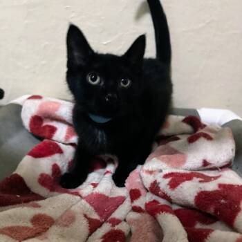 Rescue Domestic Short Hair Cats for Adoption in Portage, Michigan - Duke | PetCurious