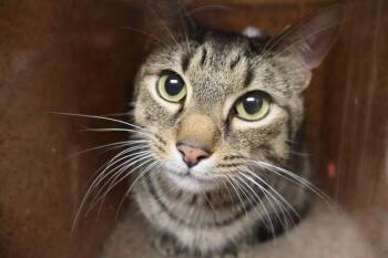BEAU BO -  Domestic Short Hair Cat for Adoption in Columbia, South Carolina - BEAU BO | PetCurious