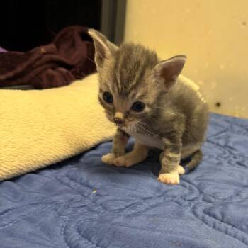 Domestic Short Hair Cats Available for Adoption in Milford, Iowa - Edward | PetCurious