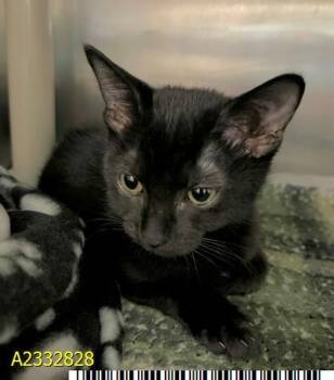 SOPHIE -  Domestic Short Hair Cat for Adoption in West Palm Beach, Florida - SOPHIE | PetCurious