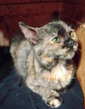 Domestic Medium Hair Cats Available for Adoption in Blairsville, Georgia - Cally | PetCurious