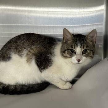 Domestic Short Hair Cats Available for Adoption in Corbin, Kentucky - Hank | PetCurious