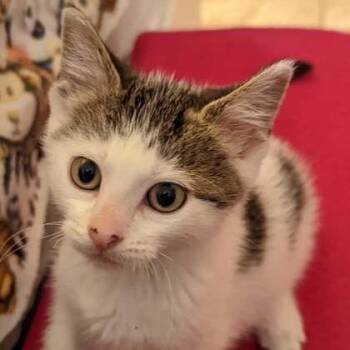 Domestic Short Hair Cats Available for Adoption in Dekalb, Illinois - Bubbins | PetCurious