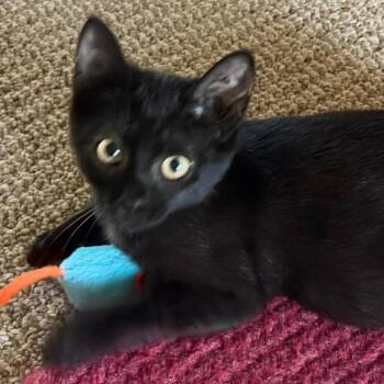 Halligan -  Domestic Short Hair Cat for Adoption in Greensboro, Georgia - Halligan | PetCurious