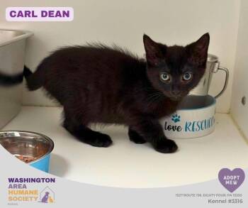 Carl Dean -  Domestic Short Hair Cat for Adoption in Eighty Four, Pennsylvania - Carl Dean | PetCurious