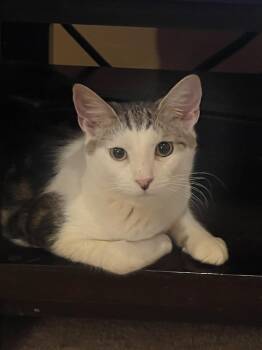 Rescue Domestic Short Hair Cats for Adoption in Philadelphia, Pennsylvania - Kovu Disney | PetCurious