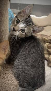 Basil-available for foster-to-adopt -  Domestic Short Hair Cat for Adoption in Hayward, Wisconsin - Basil-available For Foster-to-adopt | PetCurious