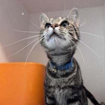 Night -  Domestic Short Hair Cat for Adoption in Janesville, Wisconsin - Night | PetCurious