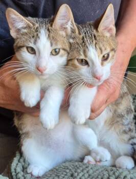 Rescue Domestic Short Hair Cats for Adoption in Sonora, California - Marvin | PetCurious