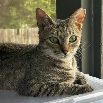 Rose -  Domestic Short Hair Cat for Adoption in Belmont, North Carolina - Rose | PetCurious