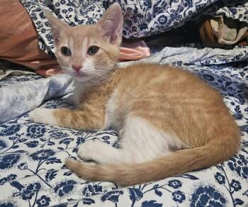Bo -  Tabby Cat for Adoption in San Juan Capistrano, California - Bo | PetCurious