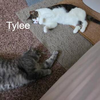 Tylee -  Domestic Short Hair Cat for Adoption in Traverse City, Michigan - Tylee | PetCurious