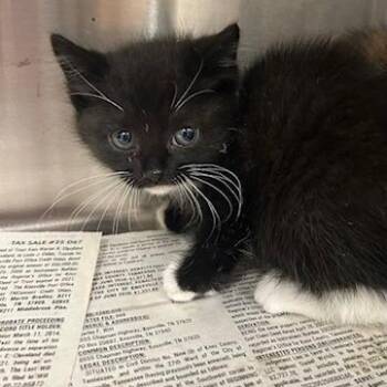 Jules -  Domestic Short Hair Cat for Adoption in Knoxville, Tennessee - Jules | PetCurious