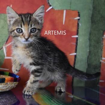 Artemis -  Domestic Short Hair Cat for Adoption in Yuma, Arizona - Artemis | PetCurious