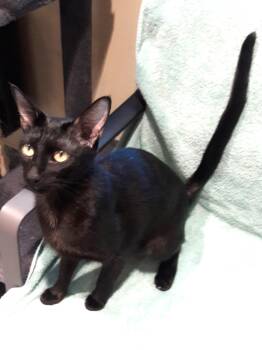 Wanda -  Domestic Short Hair Cat for Adoption in Mesquite, Nevada - Wanda | PetCurious
