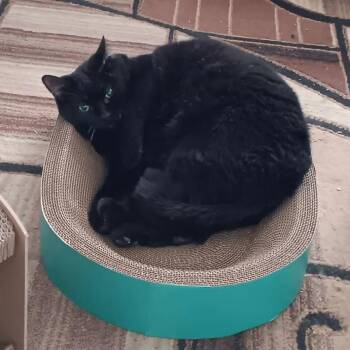Misty - Bonded with Minnie! -  Bombay Cat Available for Adoption in Bristol, Indiana - Misty - Bonded With Minnie! | PetCurious
