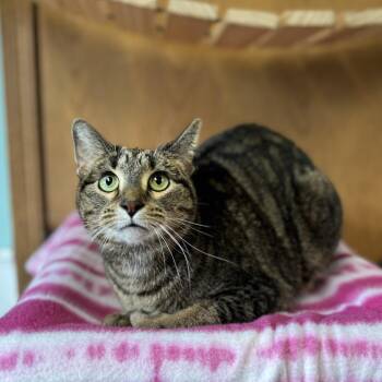 Carrion -  Domestic Short Hair Cat for Adoption in Fargo, North Dakota - Carrion | PetCurious