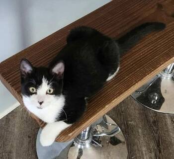 Domestic Short Hair Cats Available for Adoption - Jojo | PetCurious