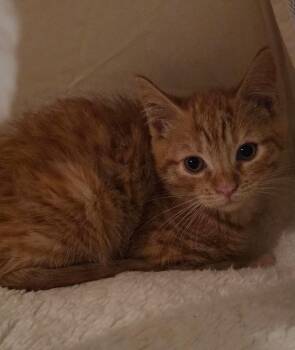 Pawdry Hepburn -  Domestic Short Hair Cat for Adoption in Gorham, Maine - Pawdry Hepburn | PetCurious