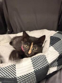 JELLYBEAN -  Domestic Short Hair Cat for Adoption in Grovetown, Georgia - JELLYBEAN | PetCurious