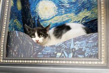 CLOVE -  Domestic Short Hair Cat for Adoption in Belleville, Illinois - CLOVE | PetCurious