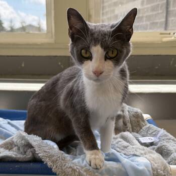 Rescue Domestic Short Hair Cats for Adoption in Latrobe, Pennsylvania - Alvin | PetCurious