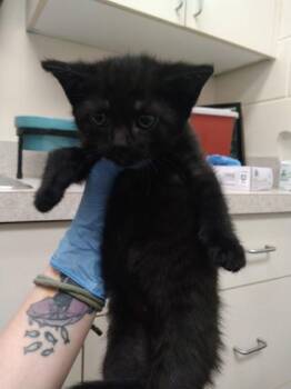 Jasmine -  Domestic Short Hair Cat for Adoption in Palm Coast, Florida - Jasmine | PetCurious