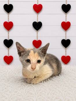 Marine -  Domestic Short Hair Cat for Adoption in Corpus Christi, Texas - Marine | PetCurious