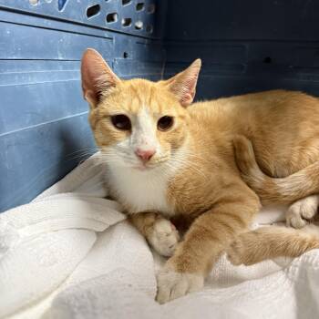 Crouton Cruncher Chet -  Tabby and Domestic Short Hair Cat for Adoption in Columbia, South Carolina - Crouton Cruncher Chet | PetCurious