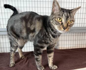 American Shorthair Cats Available for Adoption - Reggie | PetCurious