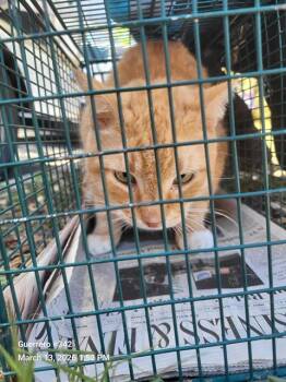 Domestic Short Hair Cats Available for Adoption in San Antonio, Texas - 2-11 | PetCurious