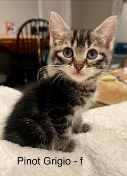 Pinot Grigio -  Domestic Short Hair Cat for Adoption in Saint Charles, Missouri - Pinot Grigio | PetCurious