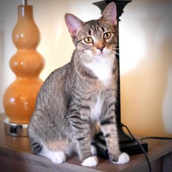Karissa -  Tabby and Domestic Short Hair Cat for Adoption in Chicago, Illinois - Karissa | PetCurious