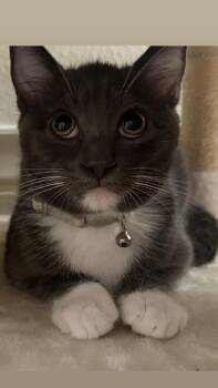 Rescue Domestic Short Hair Cats for Adoption in Oceanside, California - Shadow | PetCurious