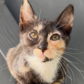 Domestic Short Hair Cats Available for Adoption - Caroline | PetCurious