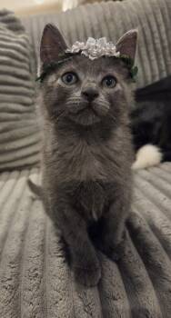 Miss Piggy -  Domestic Medium Hair and Russian Blue Cat for Adoption in Magnolia Springs, Alabama - Miss Piggy | PetCurious