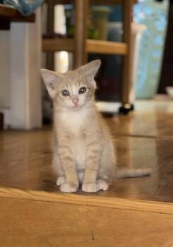 Ra -  Domestic Short Hair Cat for Adoption in Emerald Isle, North Carolina - Ra | PetCurious