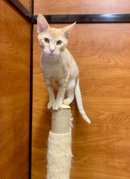 Rescue Domestic Short Hair Cats for Adoption in San Jose, California - Otis | PetCurious