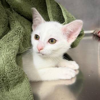 Sindri -  Domestic Short Hair Cat for Adoption in West Olive, Michigan - Sindri | PetCurious
