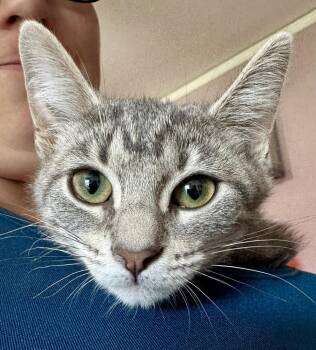 Pixie fka Elf Garland -  Domestic Short Hair Cat for Adoption in West Peoria, Illinois - Pixie Fka Elf Garland | PetCurious