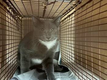 Cameron -  Domestic Short Hair Cat for Adoption in Austin, Texas - Cameron | PetCurious