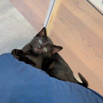 Jasper -  Domestic Short Hair Cat for Adoption in Greensboro, North Carolina - Jasper | PetCurious