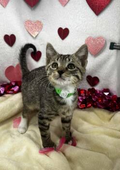 Tabby Cats Available for Adoption - Vixen | PetCurious
