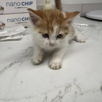 Domestic Short Hair Cats Available for Adoption in St. Louis, Missouri - Forrest | PetCurious