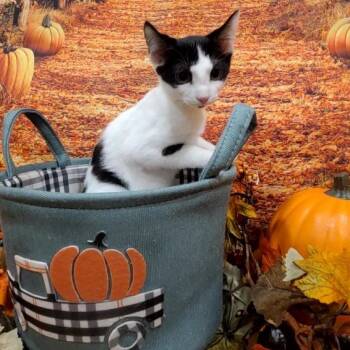 Rescue Domestic Short Hair Cats for Adoption in Tipton, Indiana - Marty | PetCurious