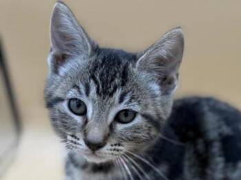 Rosemary -  Domestic Short Hair Cat for Adoption in Portland, Oregon - Rosemary | PetCurious