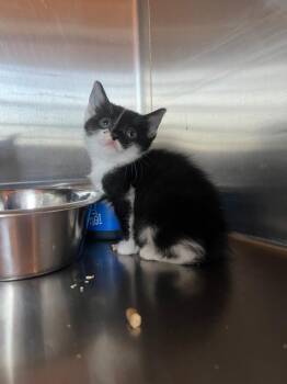 Domestic Short Hair Cats Available for Adoption in Murray, Kentucky - Yahoo | PetCurious