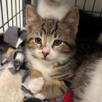 Manny -  Domestic Short Hair Cat for Adoption in Saginaw, Michigan - Manny | PetCurious